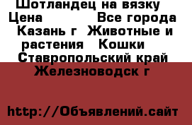 Шотландец на вязку › Цена ­ 1 000 - Все города, Казань г. Животные и растения » Кошки   . Ставропольский край,Железноводск г.